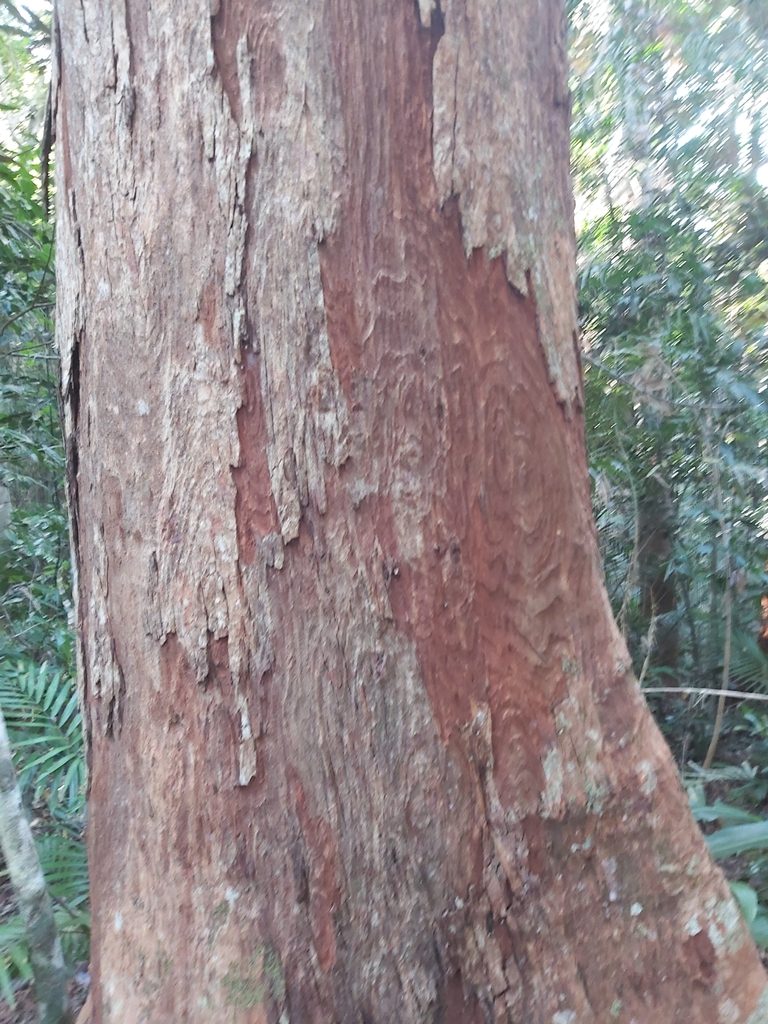 Syzygium resa, photographed by Tim