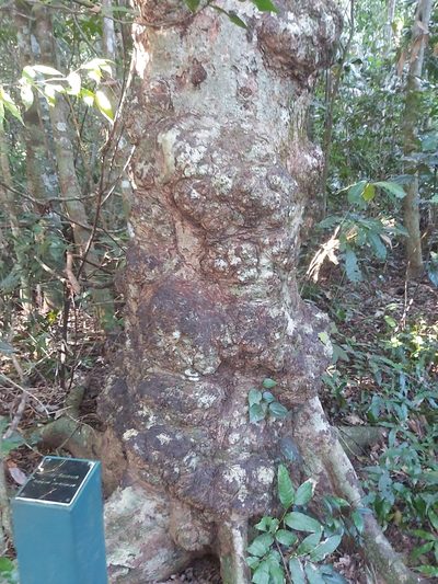 Syzygium cormiflorum, photographed by Tim