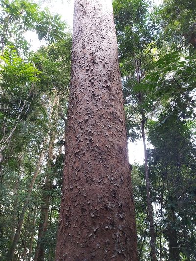 Agathis microstachya, photographed by Tim