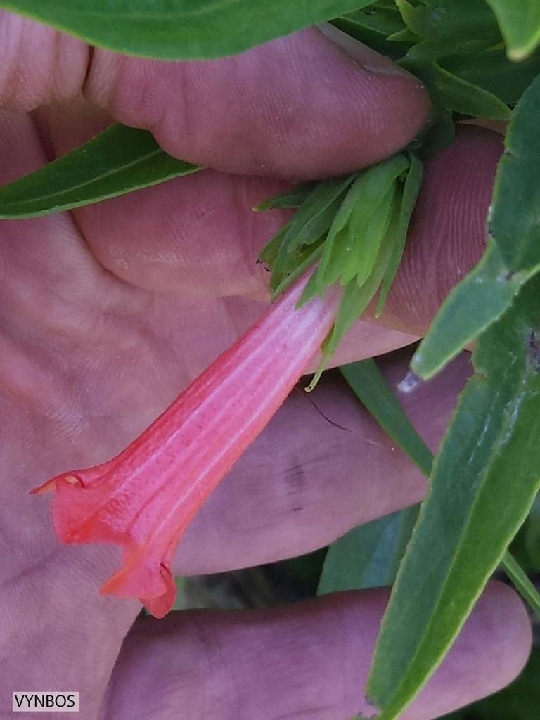 Lobostemon regulariflorus, photographed by Chris Vynbos
