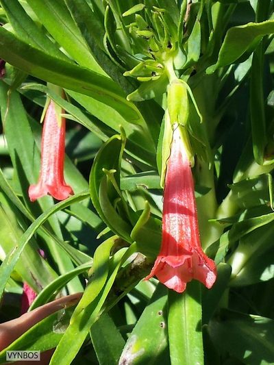 Lobostemon regulariflorus, photographed by Chris Vynbos
