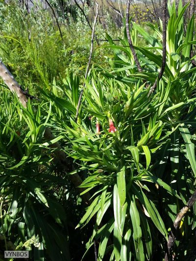 Lobostemon regulariflorus, photographed by Chris Vynbos