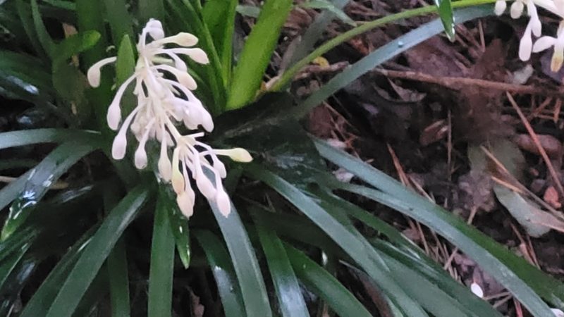 Ophiopogon intermedius, photographed by Juan José de Haro