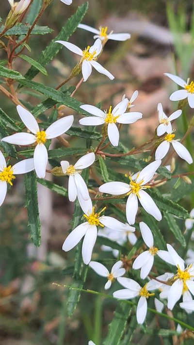 Olearia erubescens, photographed by Vale Jenny Conolly