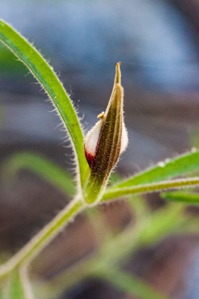 Cordylanthus tenuis, photographed by Ken-ichi Ueda