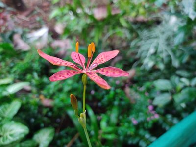 Iris domestica, photographed by Adithyan A Saj