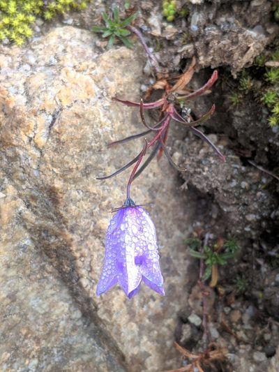 Campanula excisa, photographed by Denys Vynokurov