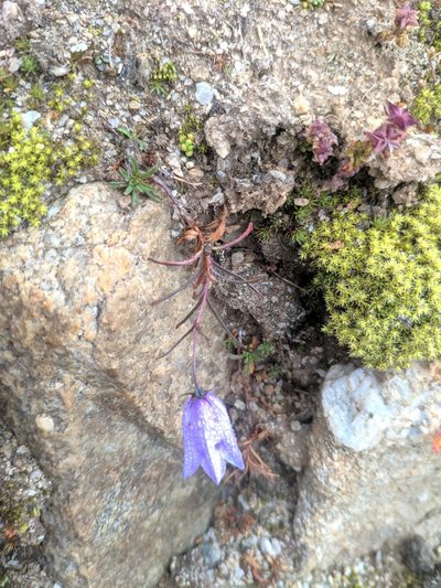 Campanula excisa, photographed by Denys Vynokurov