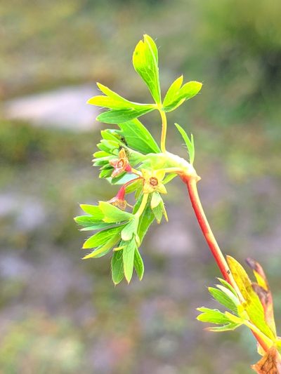 Alchemilla pentaphyllea, photographed by Denys Vynokurov