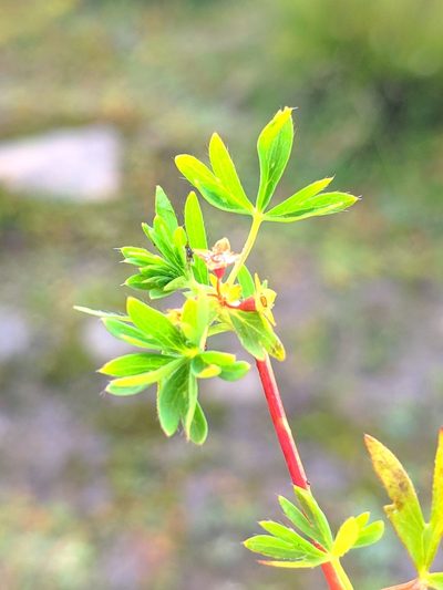 Alchemilla pentaphyllea, photographed by Denys Vynokurov