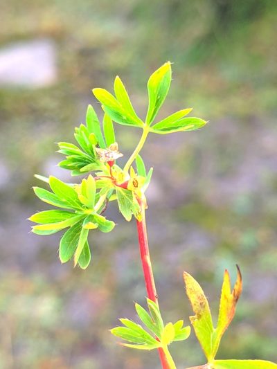 Alchemilla pentaphyllea, photographed by Denys Vynokurov