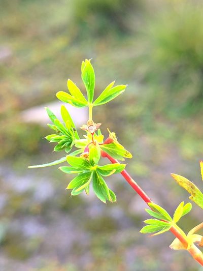 Alchemilla pentaphyllea, photographed by Denys Vynokurov