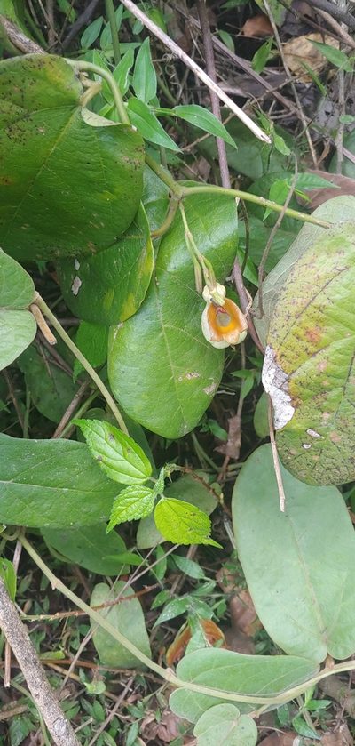 Aristolochia stevensii, photographed by Olvin Wilfredo Oyuela