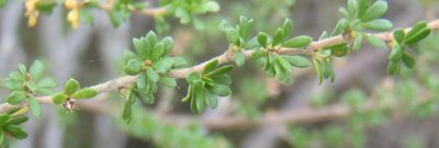 Cliffortia serpyllifolia, photographed by Nicola van Berkel