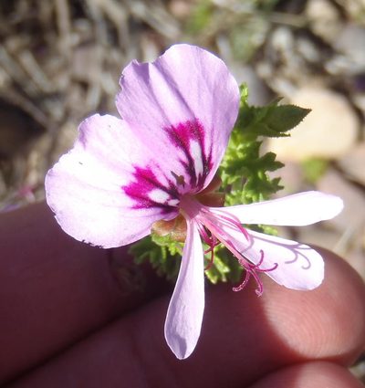 Pelargonium crispum, photographed by Nicola van Berkel