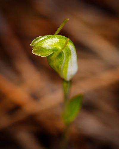 Pterostylis ectypha, photographed by Cal Wood