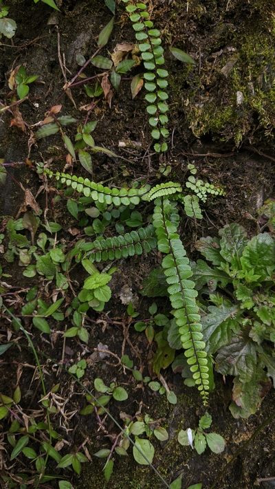 Asplenium tripteropus, photographed by Cheng-Te Hsu