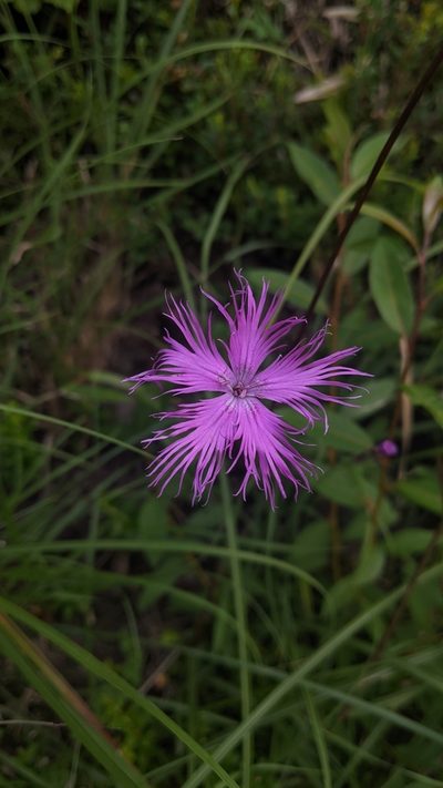 Dianthus pygmaeus, photographed by Cheng-Te Hsu