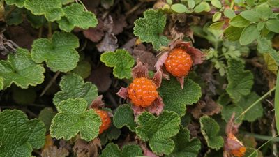 Rubus rolfei, photographed by Cheng-Te Hsu