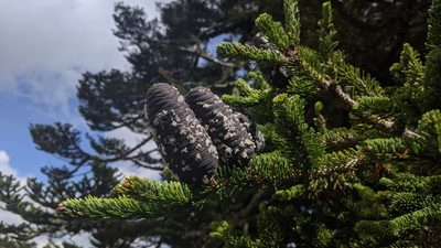 Abies kawakamii, photographed by Cheng-Te Hsu