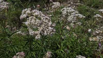Eupatorium formosanum, photographed by Cheng-Te Hsu
