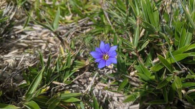 Gentiana arisanensis, photographed by Cheng-Te Hsu