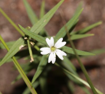 Torreyostellaria jamesiana, photographed by Laura Gaudette
