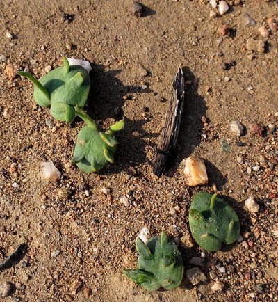 Eriospermum alcicorne, photographed by Di Turner