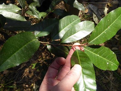 Prunus africana, photographed by Andrew Hankey