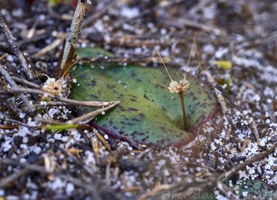 Pyrorchis nigricans, photographed by Brendan Costello