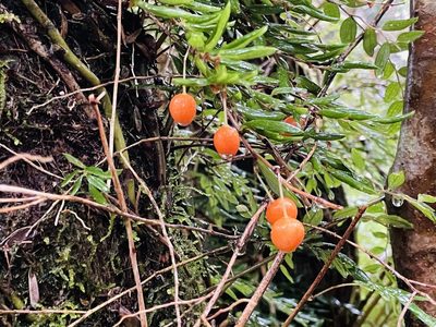 Luzuriaga radicans, photographed by Francisco E. Fonturbel