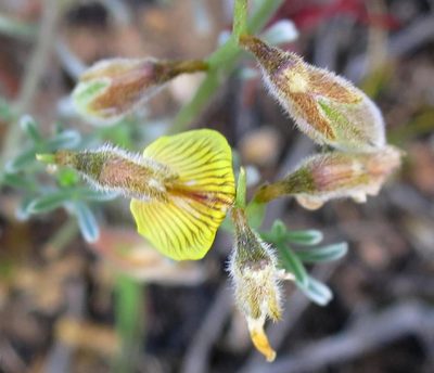 Lotononis rigida, photographed by Di Turner