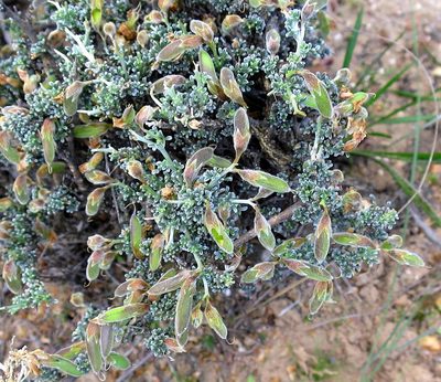 Lotononis rigida, photographed by Di Turner
