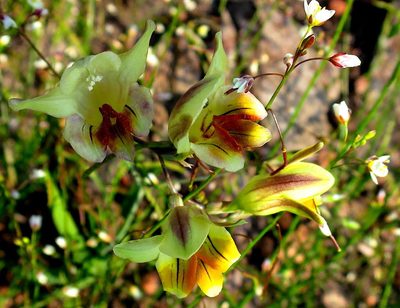 Freesia refracta, photographed by Di Turner