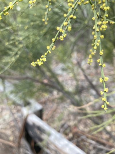Exocarpos strictus, photographed by krumpianking