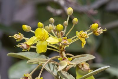 Acridocarpus orientalis, photographed by dhfischer