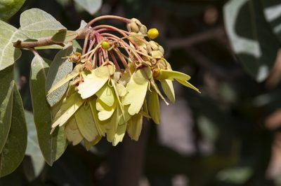 Acridocarpus orientalis, photographed by dhfischer