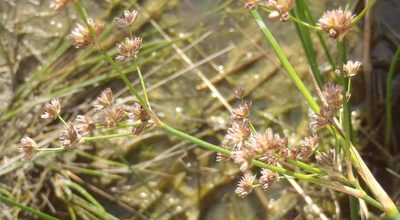 Juncus oxycarpus, photographed by Nicola van Berkel