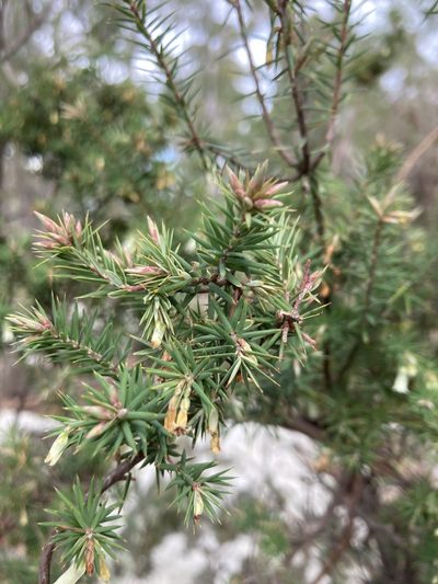 Leptecophylla divaricata, photographed by krumpianking