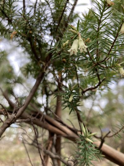 Leptecophylla divaricata, photographed by krumpianking