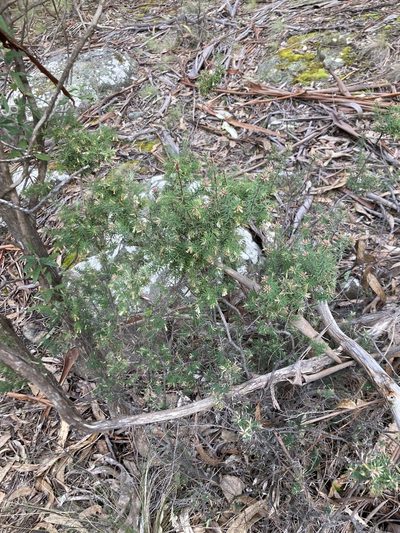 Leptecophylla divaricata, photographed by krumpianking