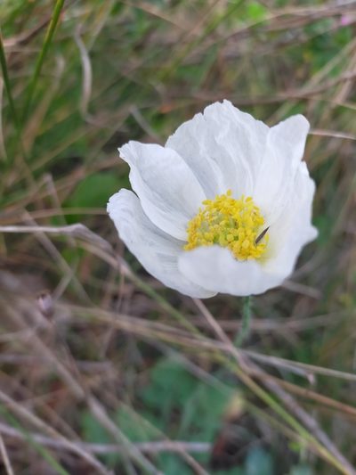 Oreomecon hirsuta, photographed by Viola Alekseeva
