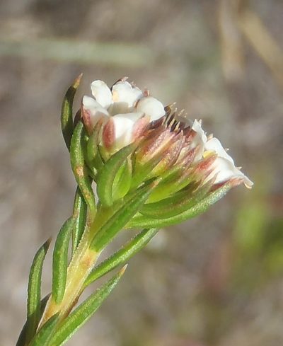 Diosma rourkei, photographed by Nicola van Berkel