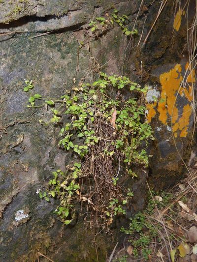 Oldenlandia tenella, photographed by Andrew Hankey