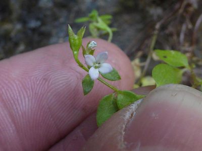 Oldenlandia tenella, photographed by Andrew Hankey