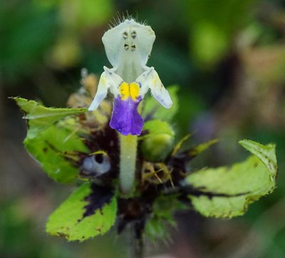 Galeopsis speciosa, photographed by Patrick Hacker