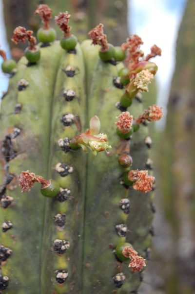 Myrtillocactus schenckii, photographed by Neptalí Ramírez Marcial