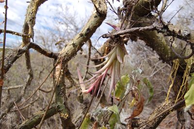 Tillandsia achyrostachys, photographed by Neptalí Ramírez Marcial