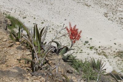 Aloe praetermissa, photographed by dhfischer