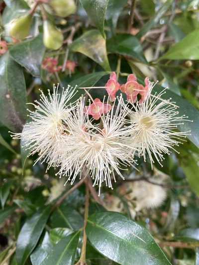 Syzygium paniculatum, photographed by julianazuluaga-carrero